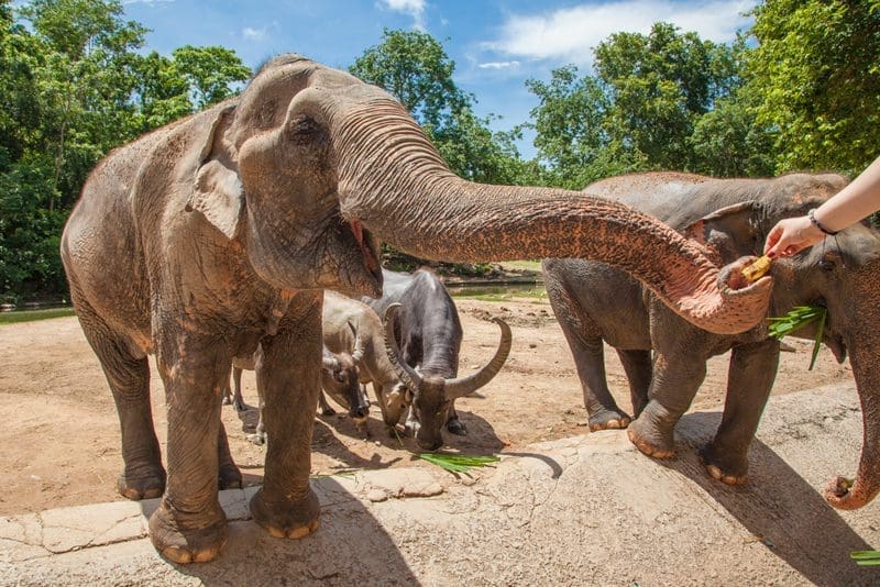 Het Elephant Nature Park chiang mai