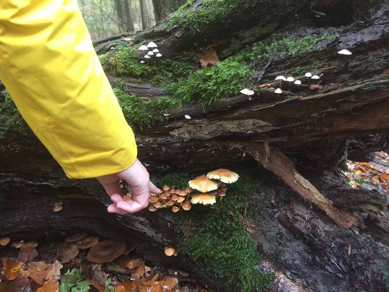 paddenstoel-bos