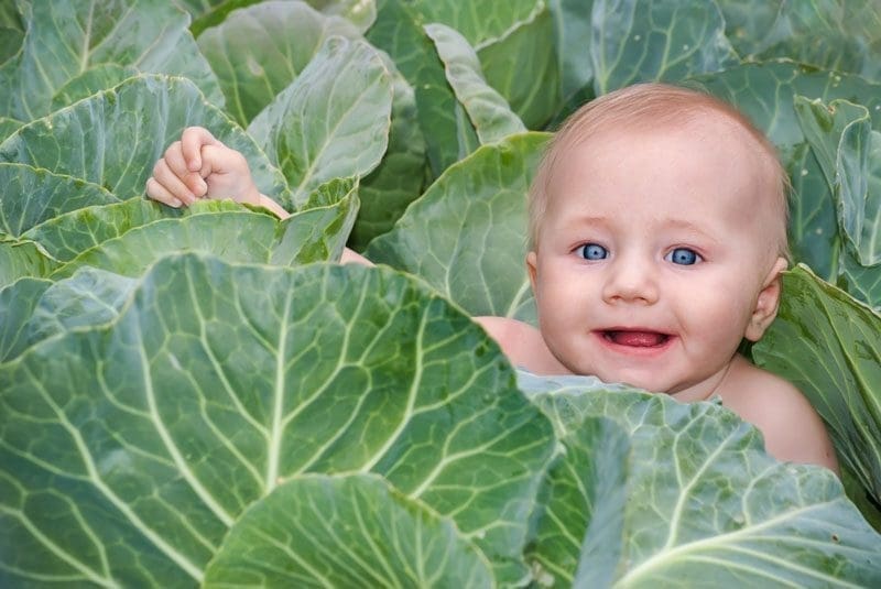 waar komen baby's vandaan