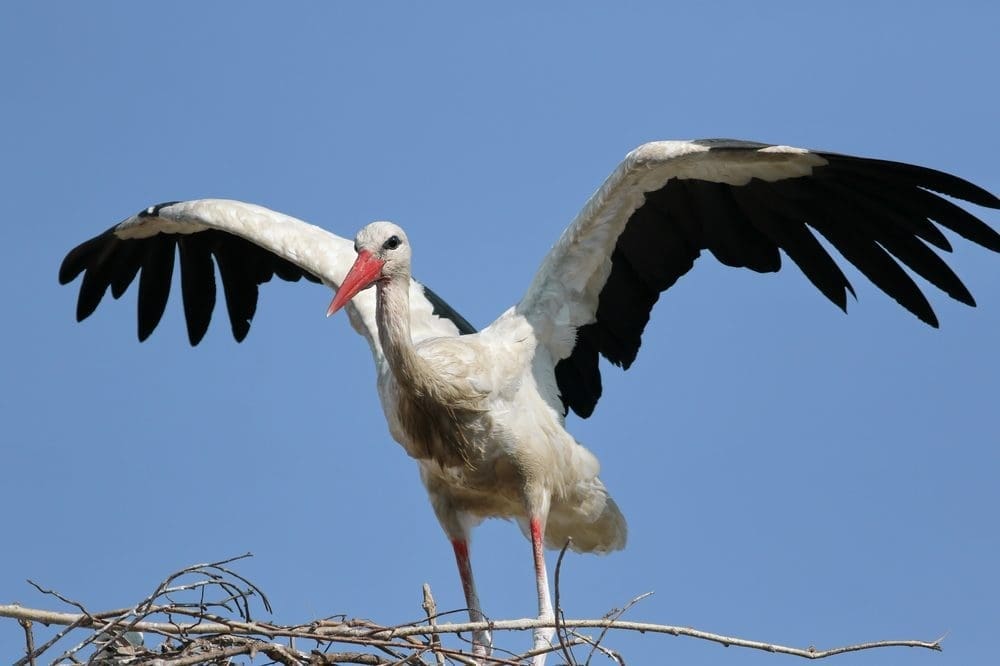 waar komen baby's vandaan