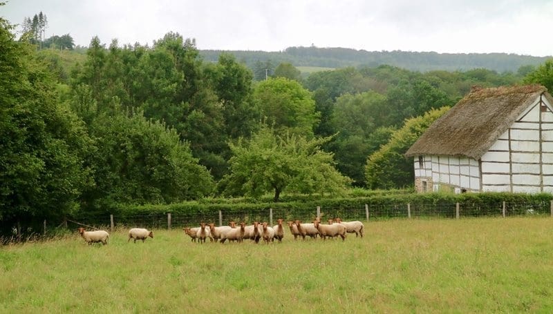 Fourneau Saint-Michel voskop schaap