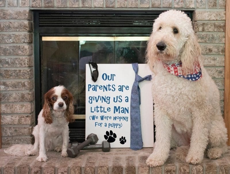 zwangerschapsaankondiging