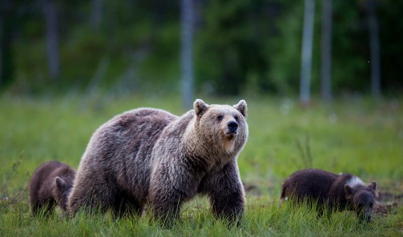 Finland_bears_suomussalmi_print