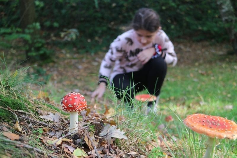 herfstvakantie landal vennenbos