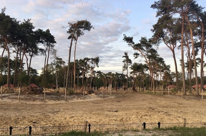 verblijf bij Safari Resort Beekse Bergen