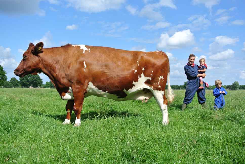 safaritent nederland