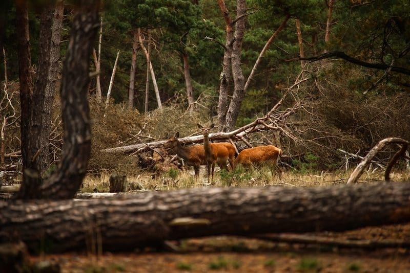 vakantiepark herfst nederland